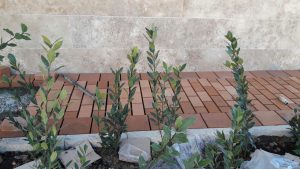 پروژه اجرای محوطه سازی کف با آجرنسوز - شهرداری منطقه 9 تهران